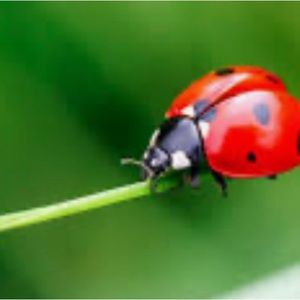 Meet your Posher, Ladybug